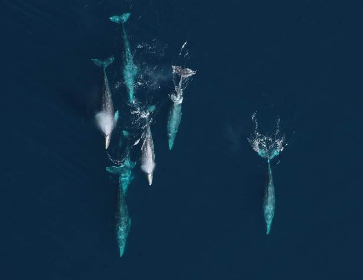 تهاجر الحيتان الرمادية جنوبًا بين مناطق تغذيتها الصيفية في القطب الشمالي وبحيراتها الشتوية في المكسيك. 