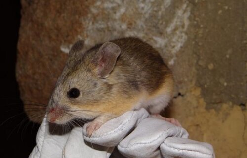 This photograph shows a member of a species of leaf-eared mouse called Phyllotis vaccarum.