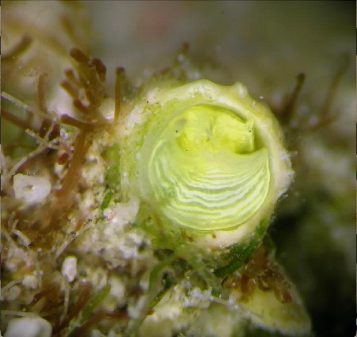 An underwater closeup of the lime-colored Margarita Snail of the Belizean reef, Cayo galbinus (new species). The two black dots are the eyes. 