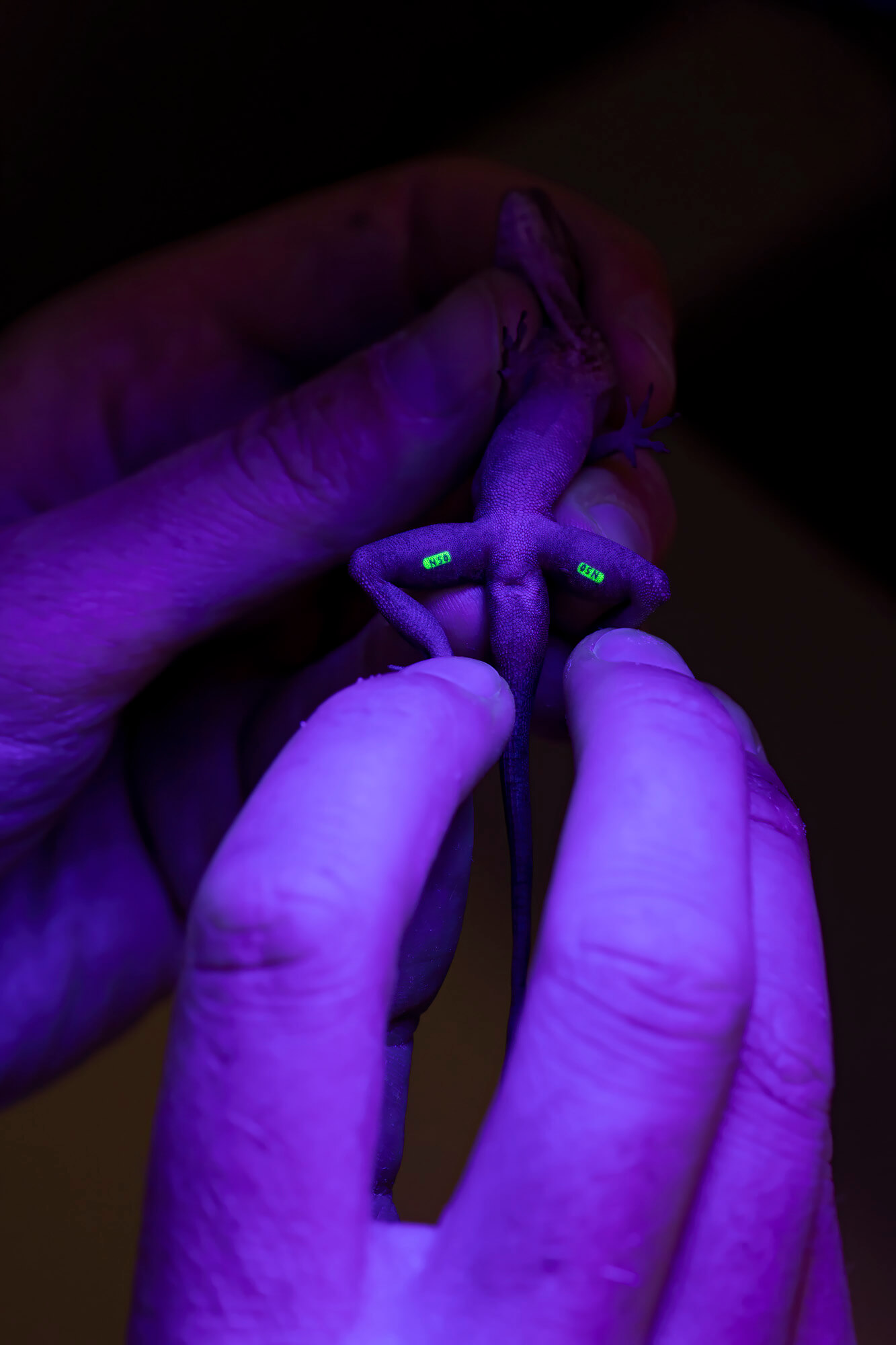 Researchers identified the lizards by harmless blacklight tags that they implanted under the skin of their legs.