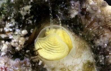 An underwater closeup of the Keys Margarita Snail, Cayo margarita