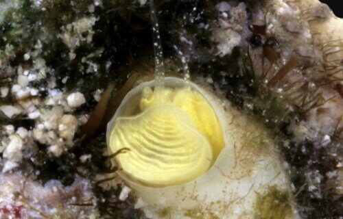 An underwater closeup of the Keys Margarita Snail, Cayo margarita