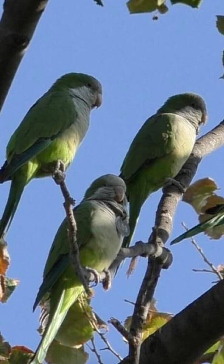 Three monk parakeets sitting on branches of a tree,