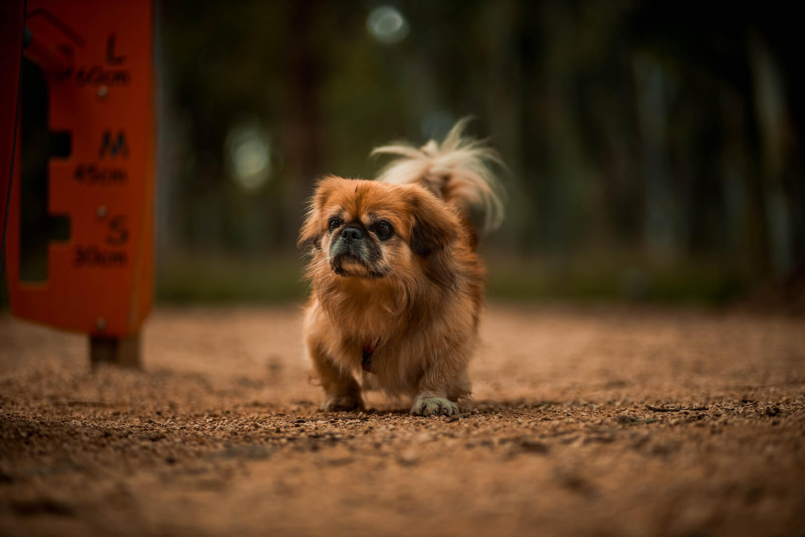 Pekingese dog 