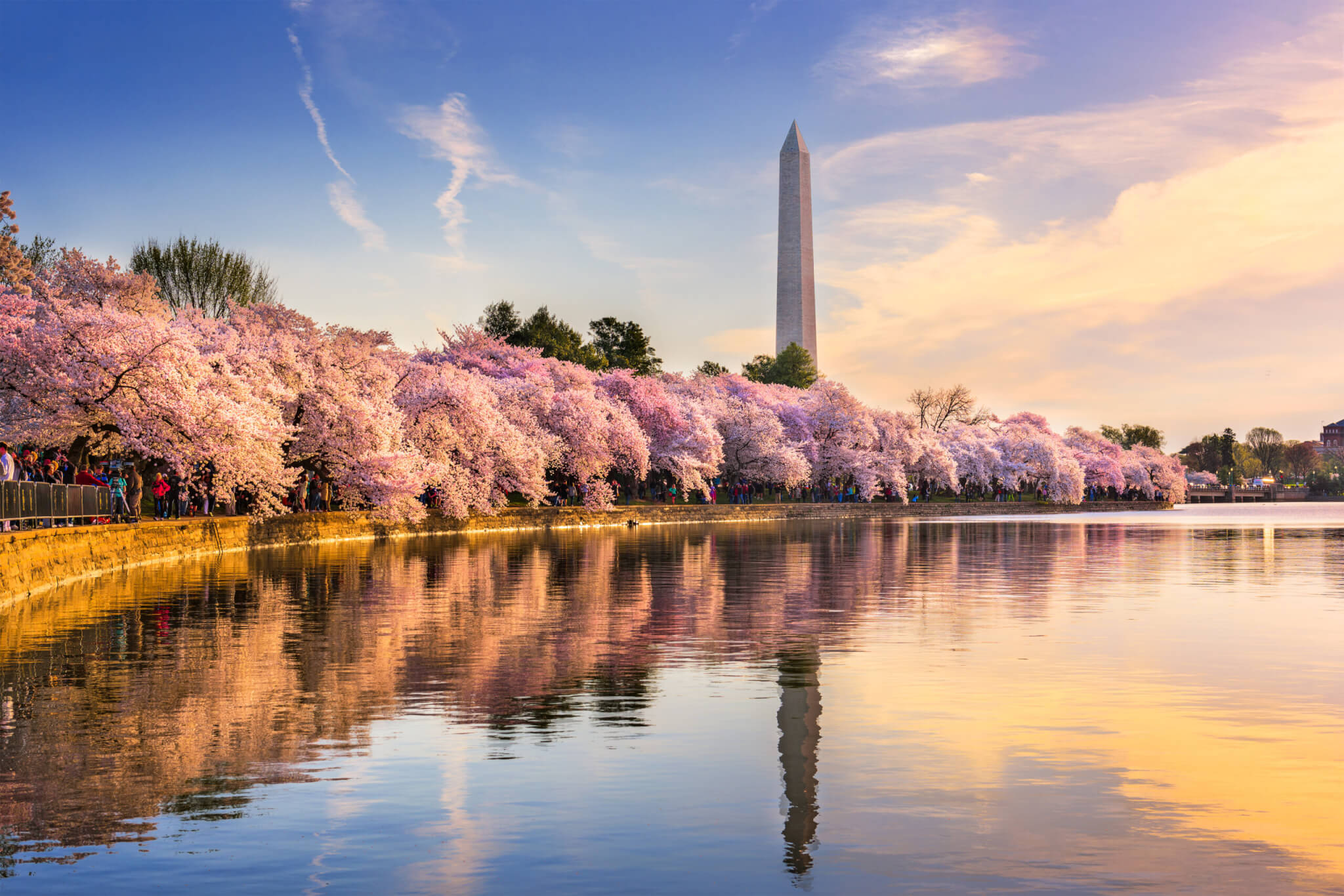 Washington D.C. cherry blossoms and Washington Monument