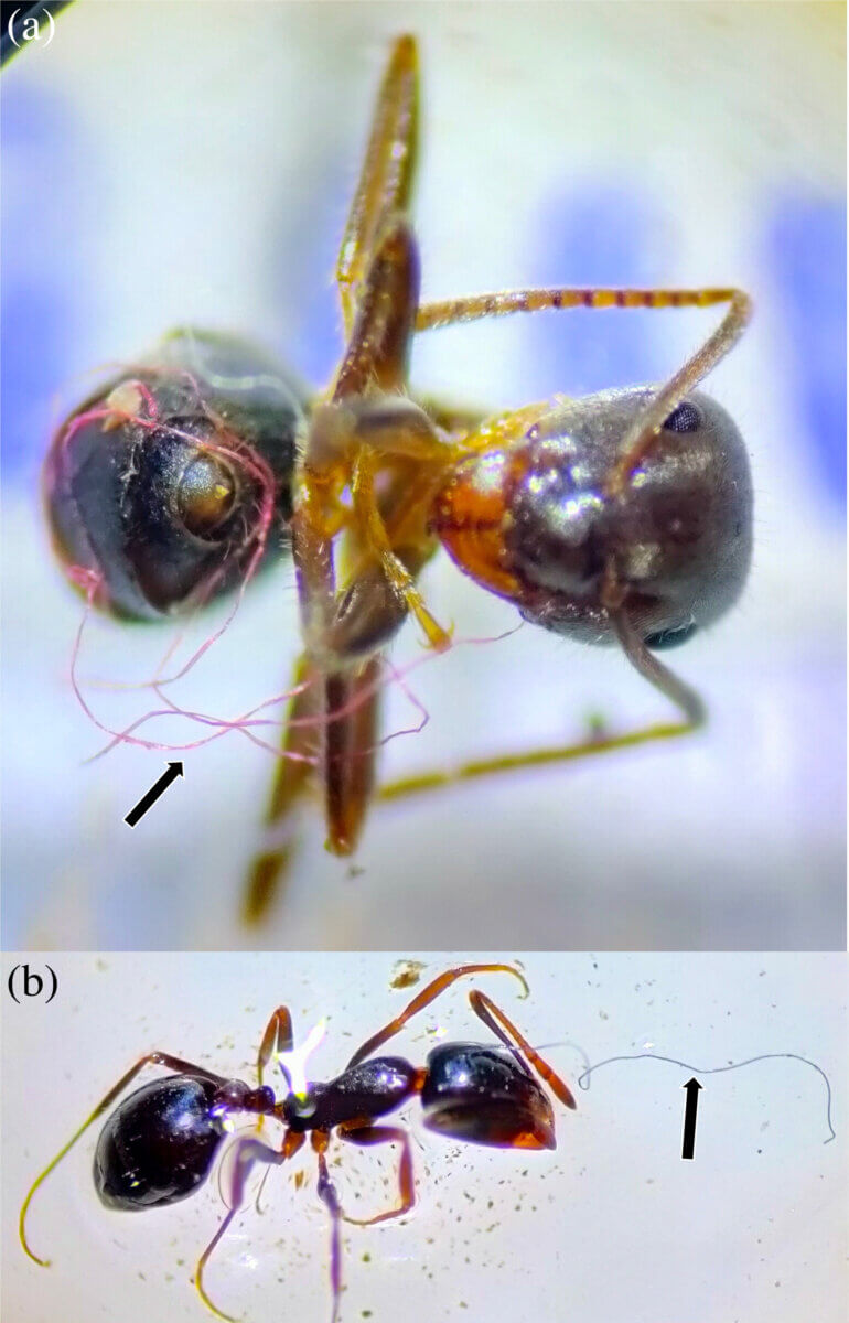 ant contaminated with plastic fibers