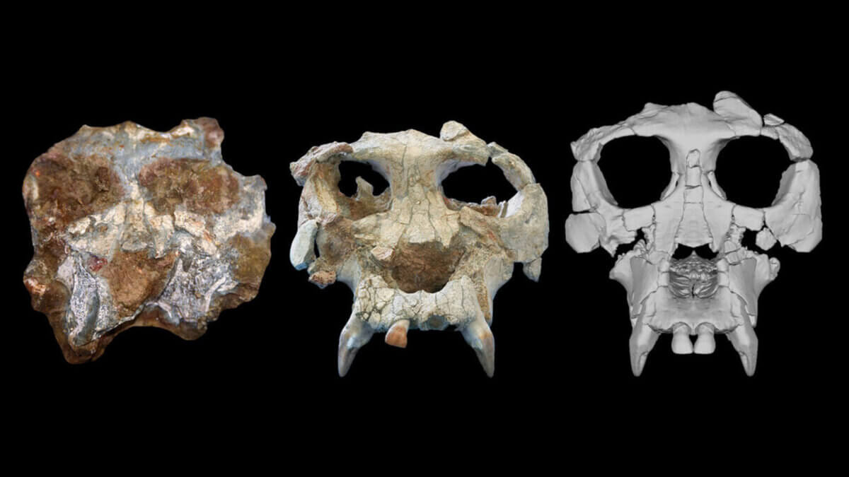 From left, the Pierolapithecus cranium shortly after discovery, after initial preparation, and after virtual reconstruction