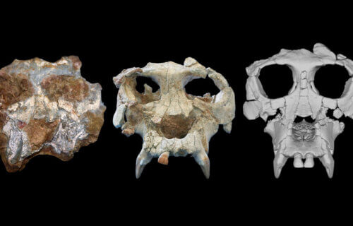 From left, the Pierolapithecus cranium shortly after discovery, after initial preparation, and after virtual reconstruction