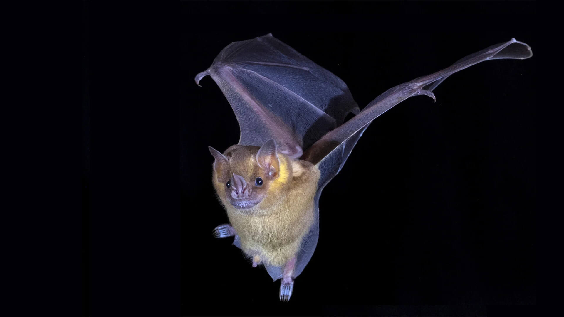 CSHL postdoc Armin Scheben, with help from McCombie lab members Sara Goodwin and Melissa Kramer, created the first complete genome sequences of Artibeus jamaicensis, the Jamaican fruit bat (seen here), and Pteronotus mesoamericanus, the Mesoamerican mustached bat.