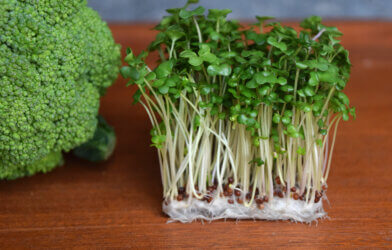 The study revealed that the total polysulfide content of broccoli sprouts was significantly higher than that of mature broccoli