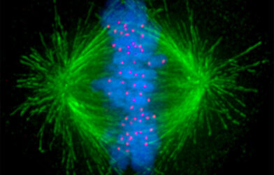 Tiny tube-like structures inside the cell called microtubules (in green) that help separate chromosomes evenly during cell division can overcome low exposures to chemotherapy