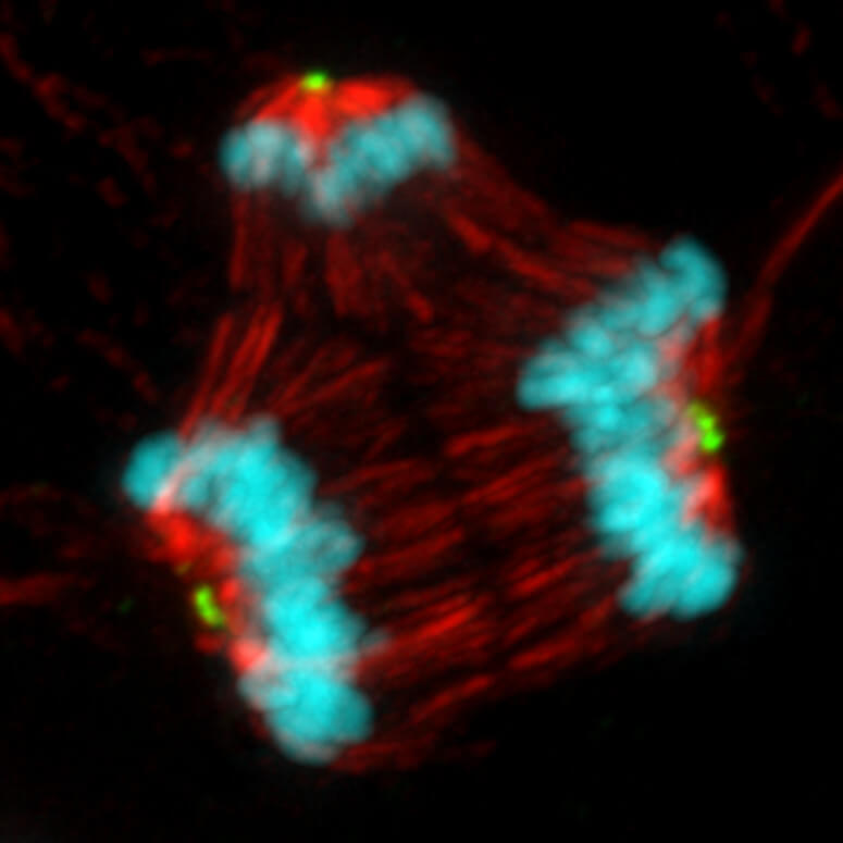cencer cell mitosis