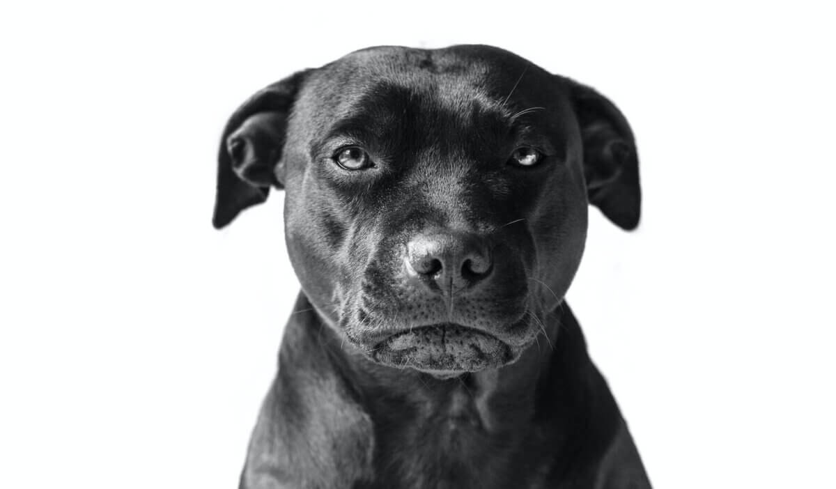 Most Destructive Dog Breeds: Top 5 Crazy Canines, According To Experts