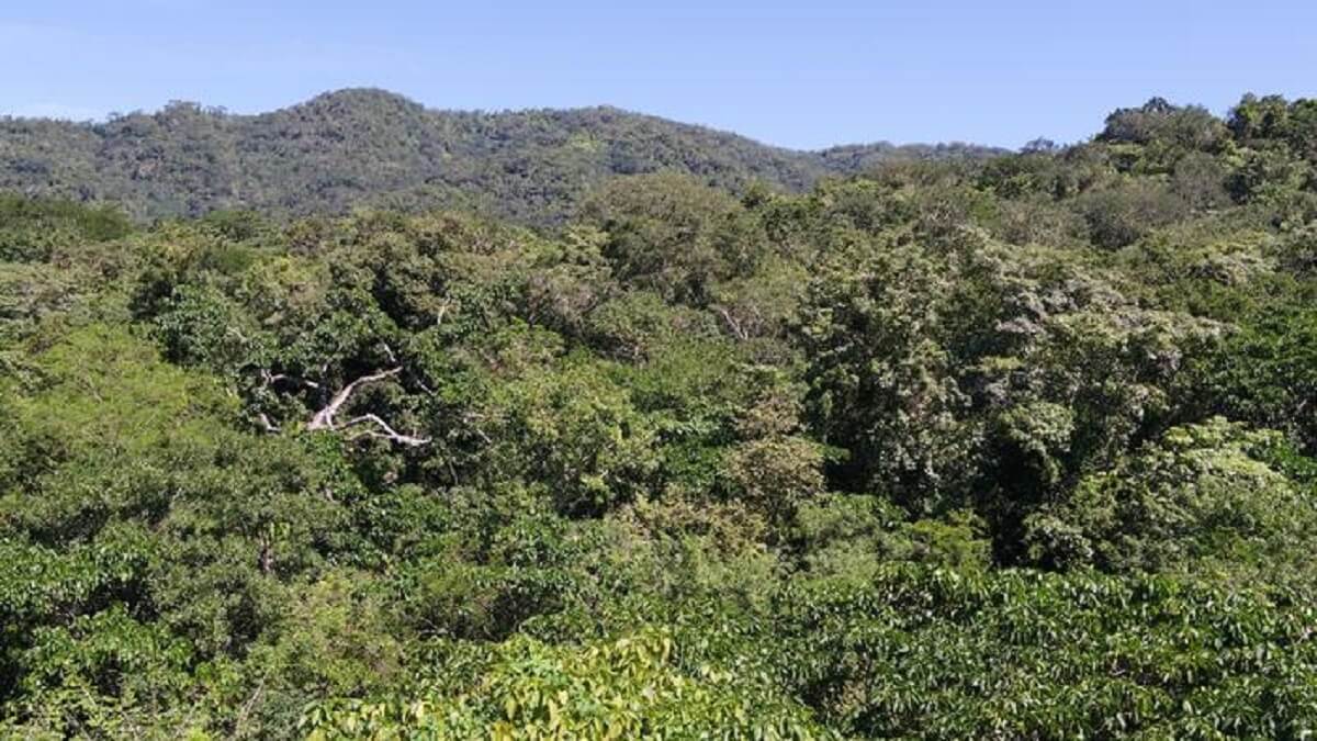 Wide shot of large green forest and blue sky
