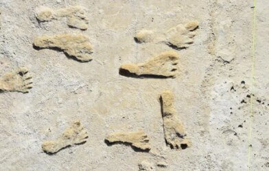 Fossilized footprints in White Sands National Park.