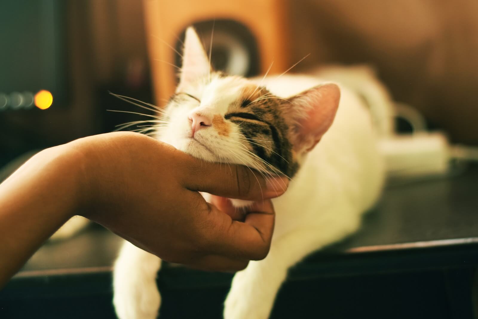person scratching cat's neck