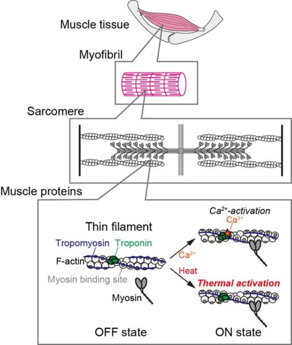 Hierarchical structure of muscle and activation of thin filaments