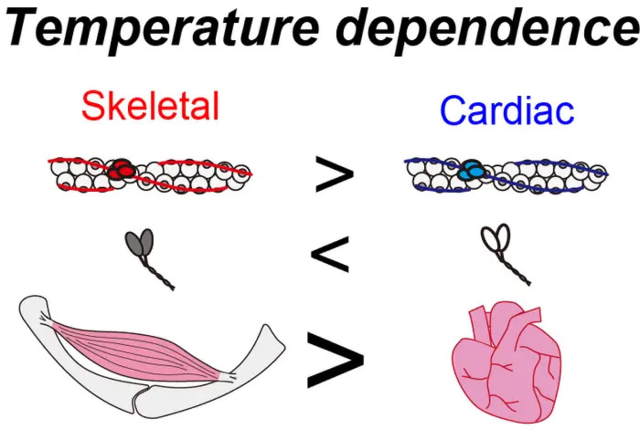 Contractile proteins of skeletal and cardiac muscle have different temperature dependence