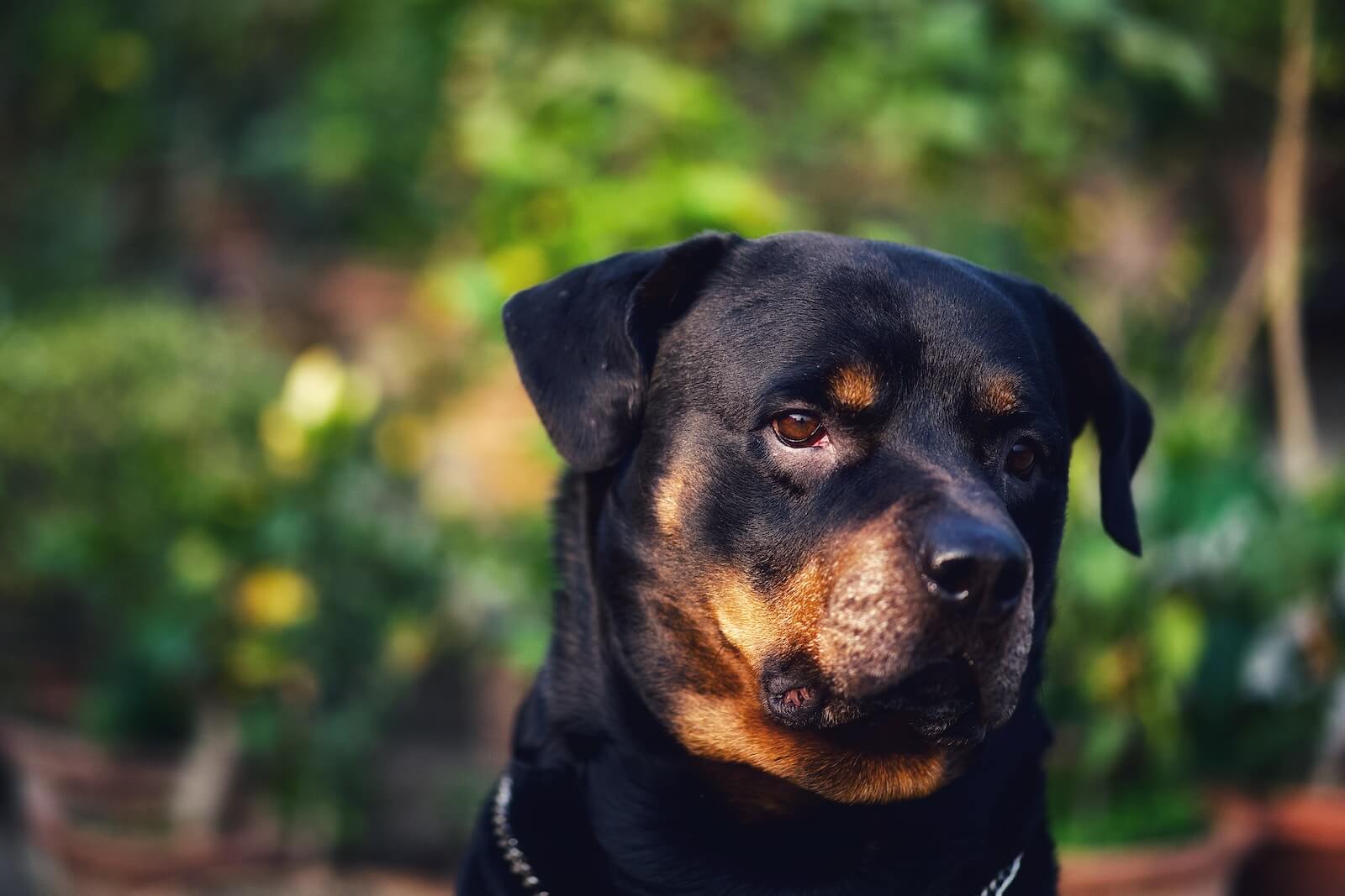 a close up of a black and brown dog