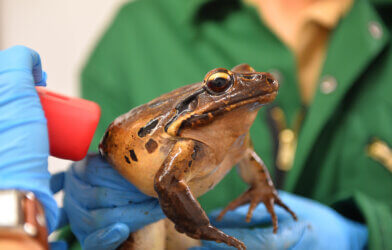 Mountain chicken frog receiving health checks