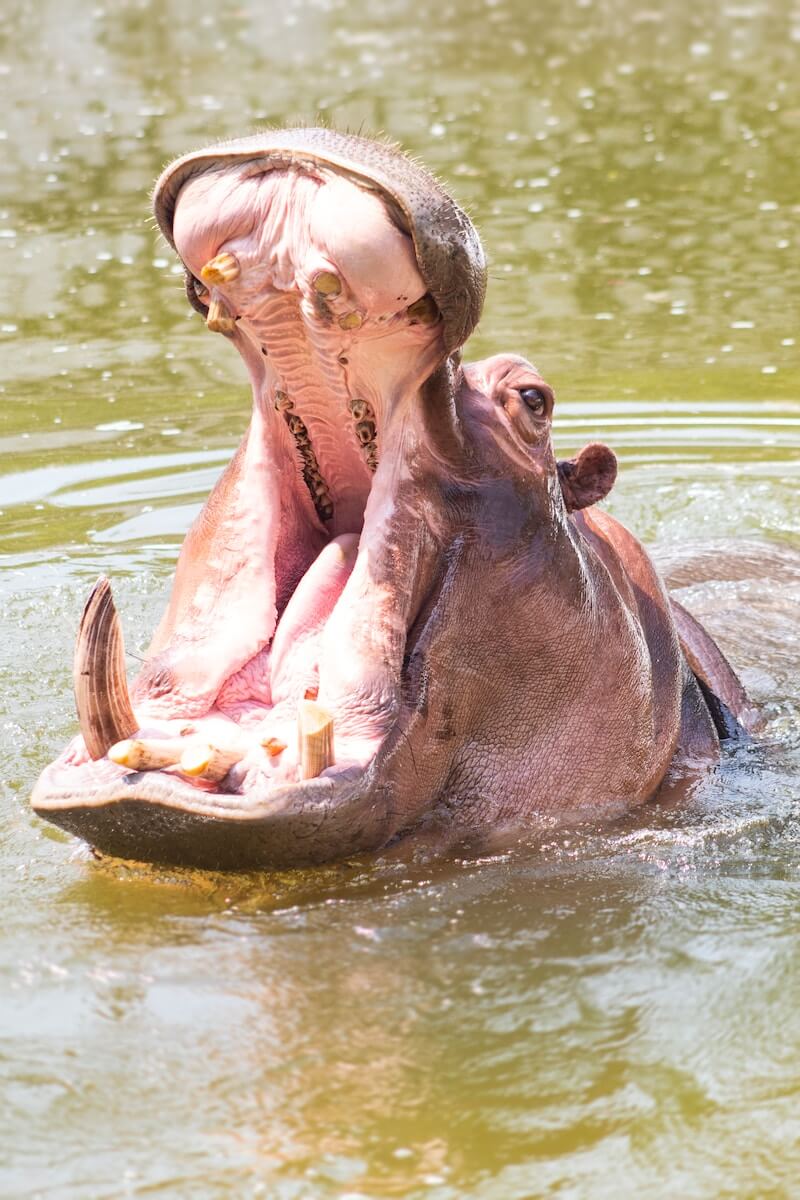 A hippo with its mouth open