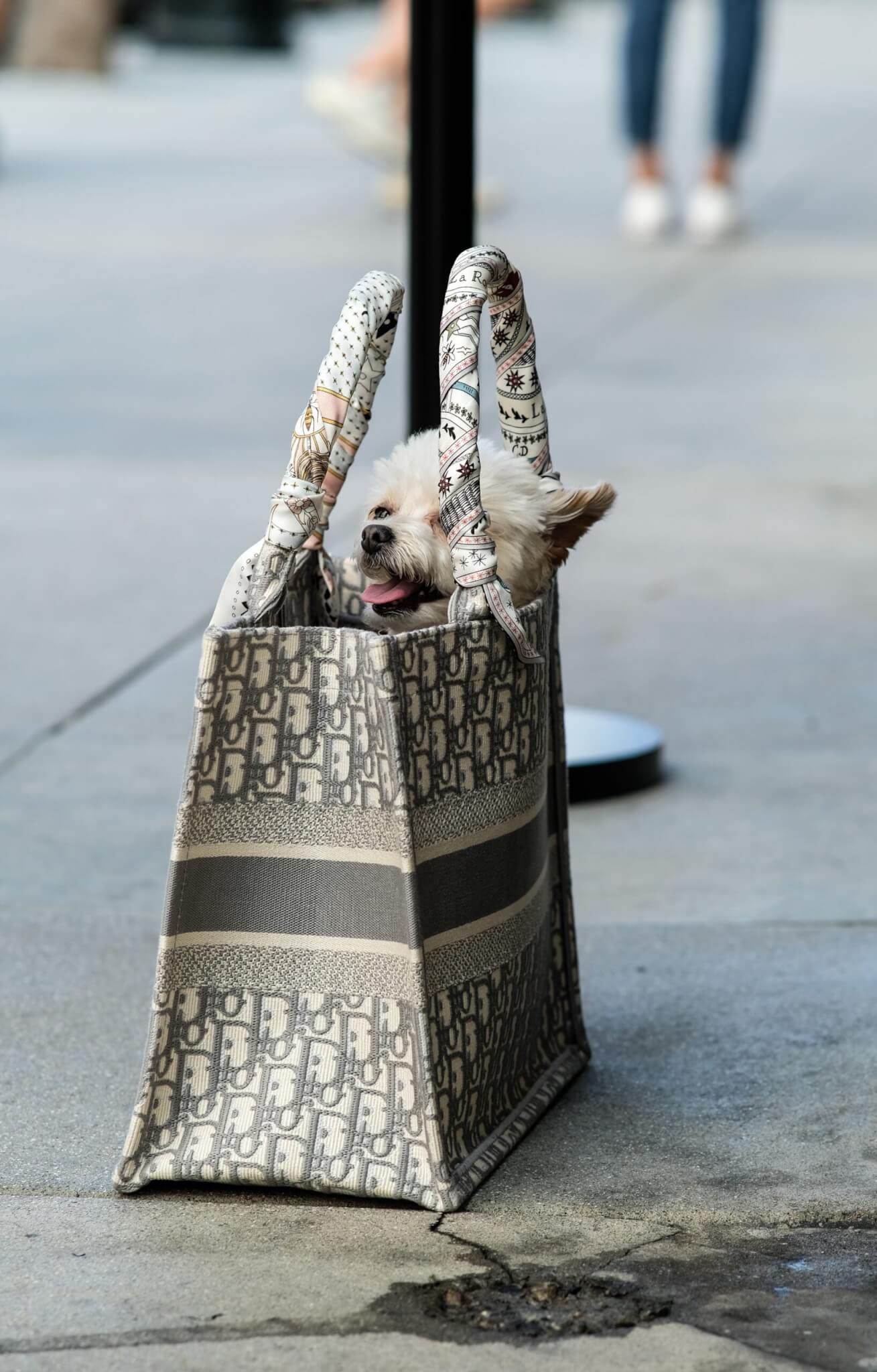 A puppy in a purse
