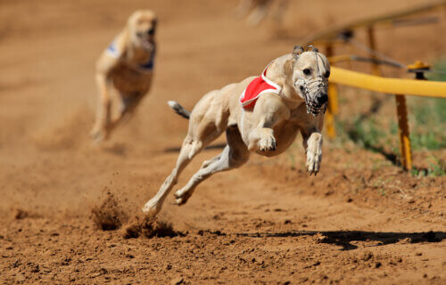 A racing Greyhound