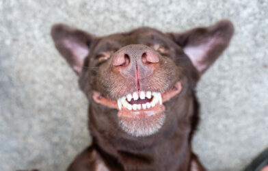 A brown Labrador smiling