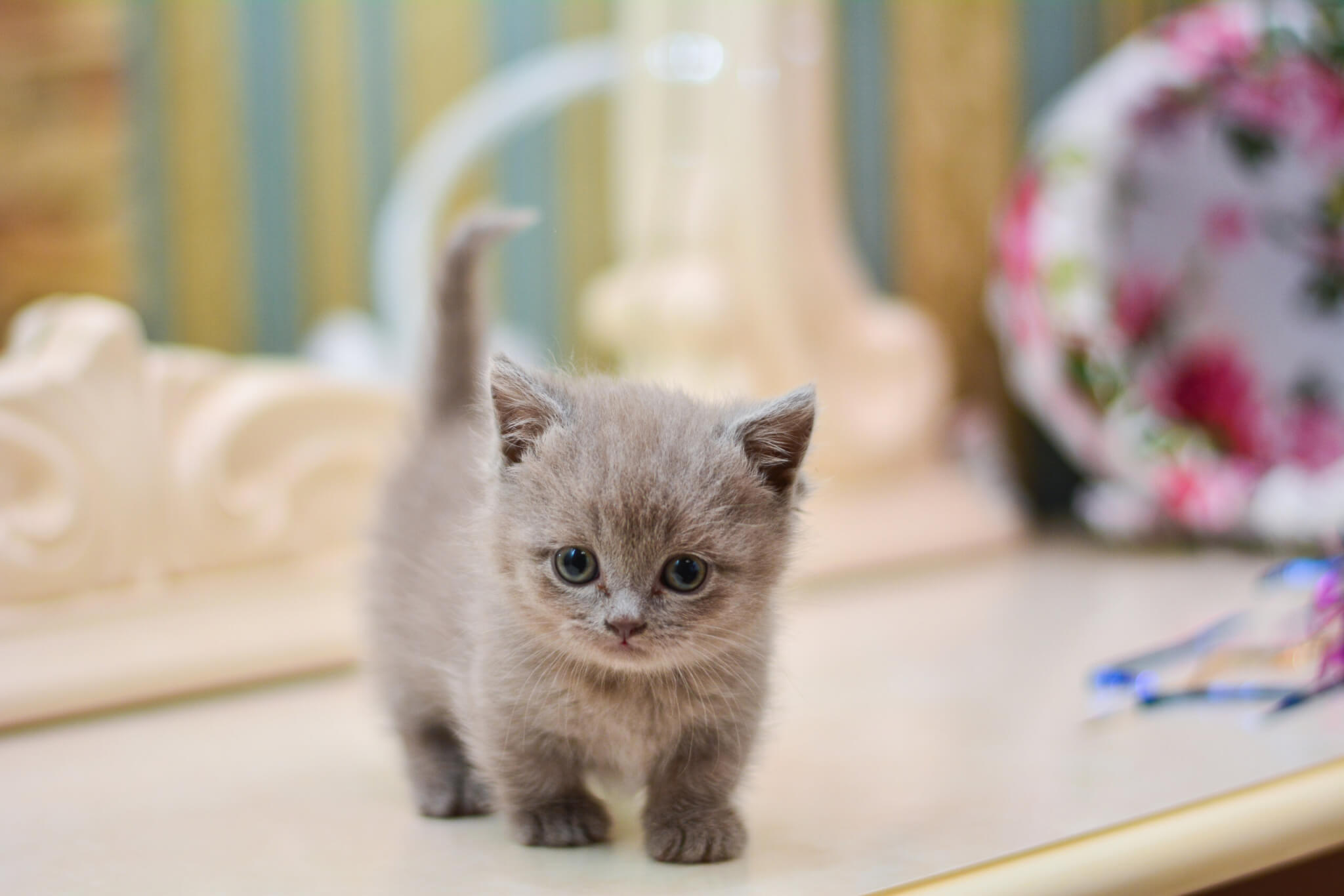 10 Small Cat Breeds That Look Like Cuddly Kittens Forever