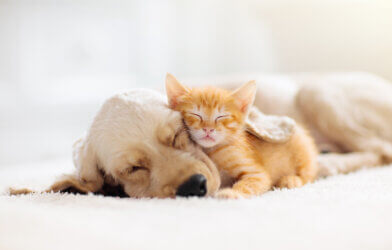 A kitten and puppy sleeping together