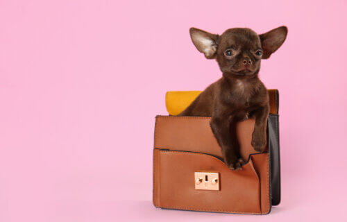 A Chihuahua puppy in a purse