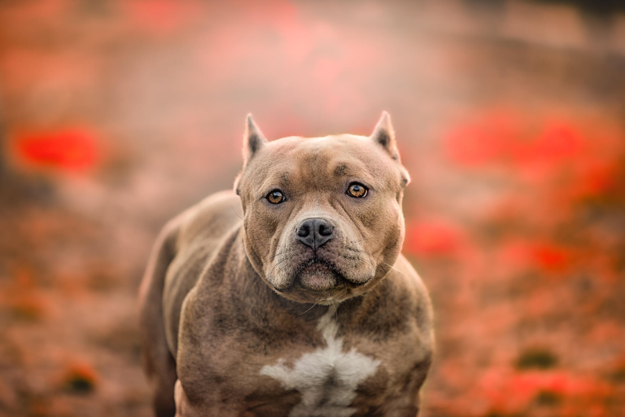 Boxer Breed: 5 Ultimate Secrets of the Boxer Breed