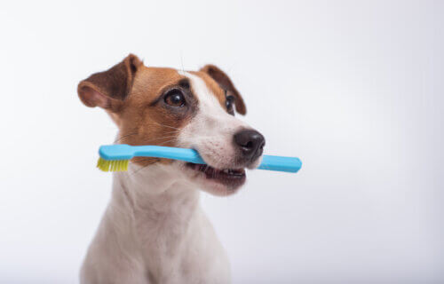 A dog holding a toothbrush in its mouth