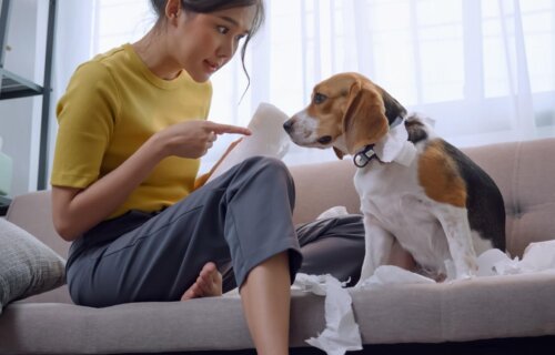 A woman scolding her dog for chewing something