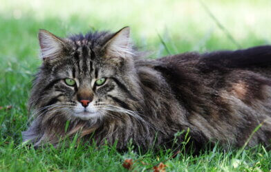 Norwegian Forest Cat lying in the grass