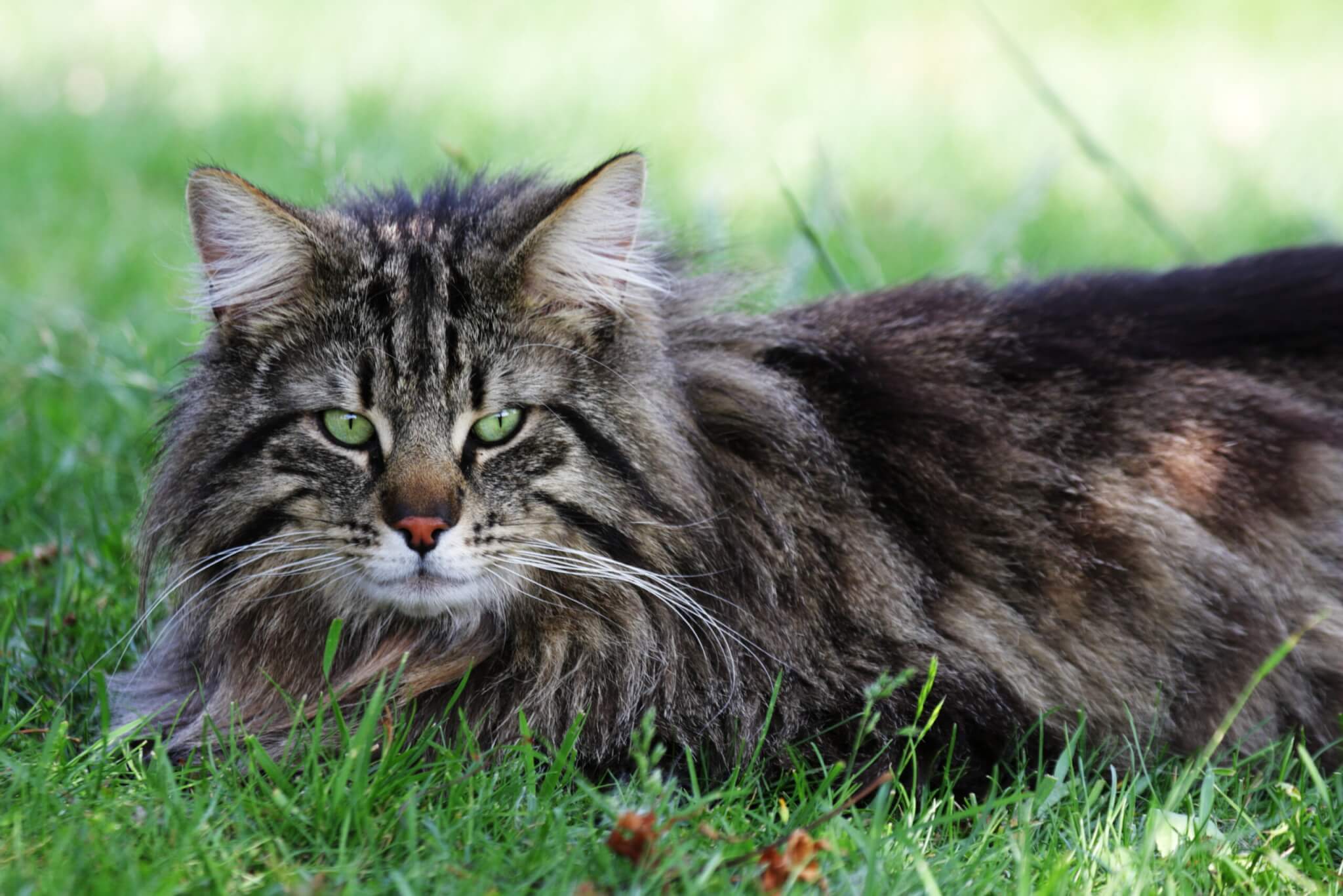 Norwegian Forest Cat lying in the grass
