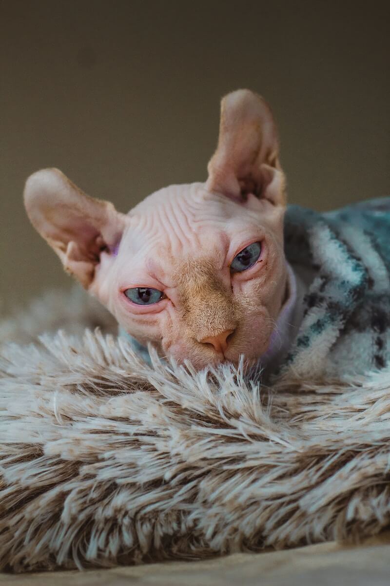 Sphinx cat with a sweater on a rug Photo by Max Simonov on Unsplash