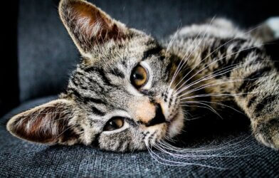 tabby cat lying on cushion