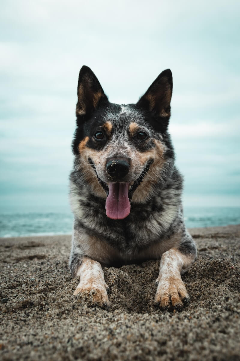 Australian cattle dog laying on a beach with its tongue out photo by Daniel Lincoln on Unsplash