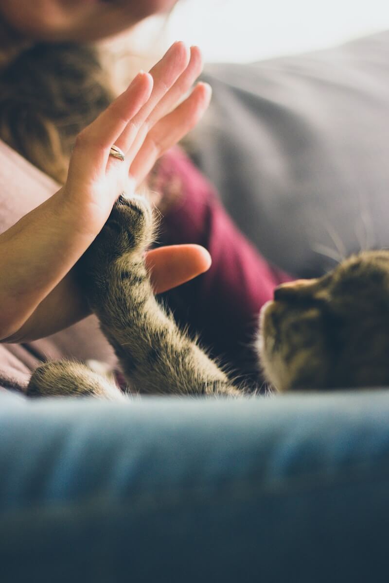 Tabby cat touching person's palm photo by Jonas Vincent on Unsplash