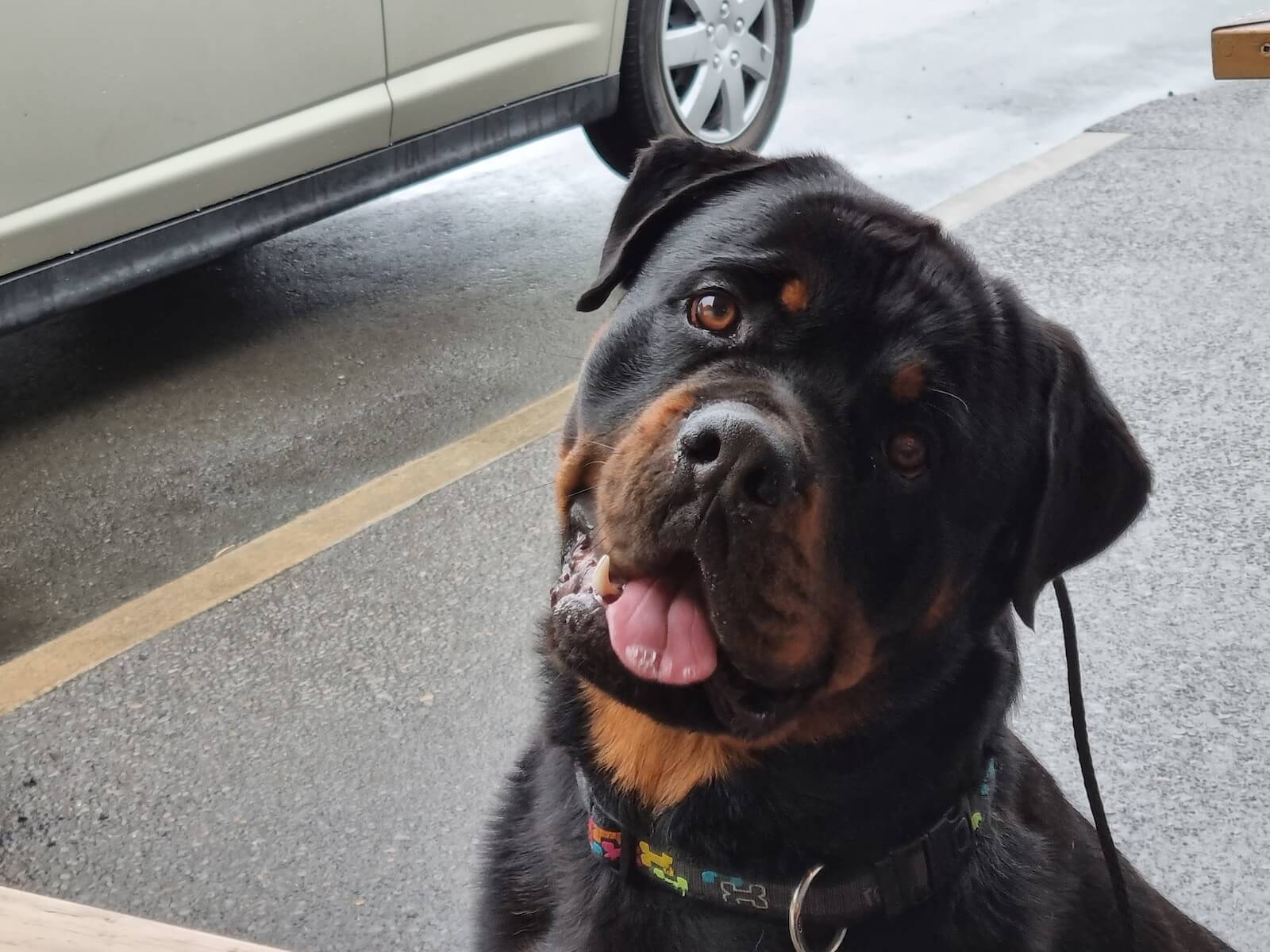 a large black and brown dog sitting next to a car