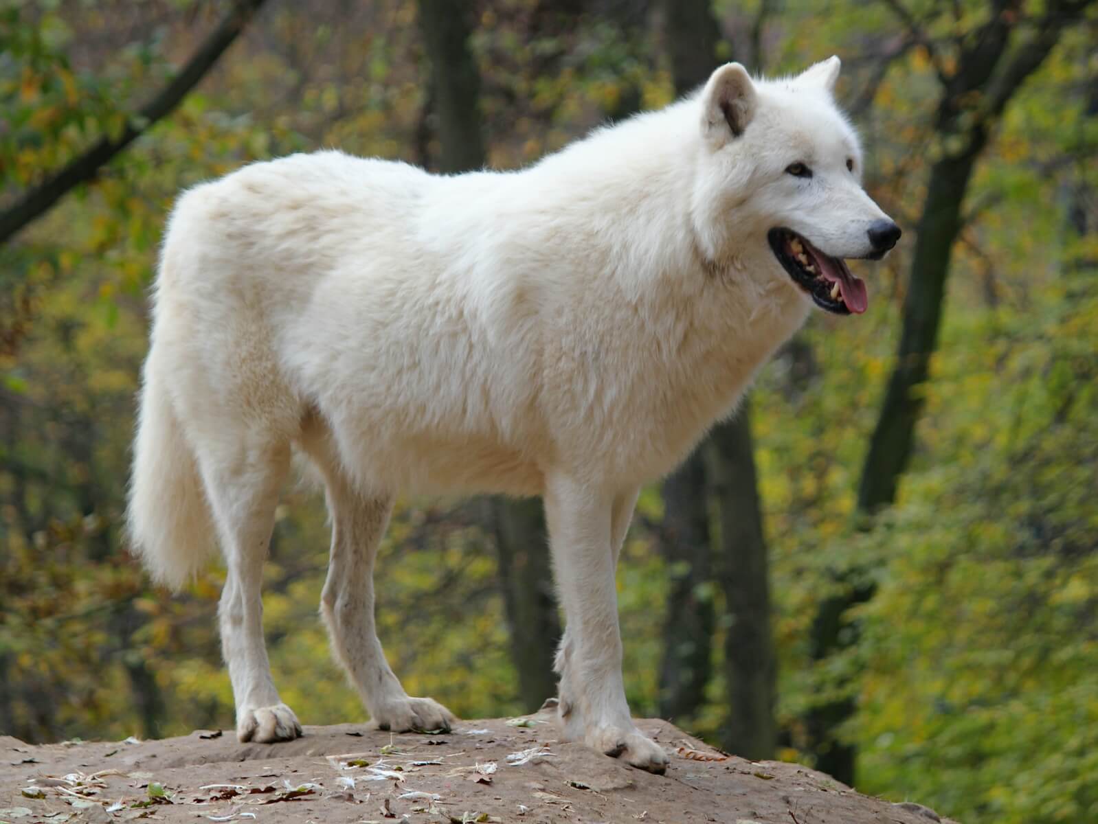 white dog standing on rock during daytime