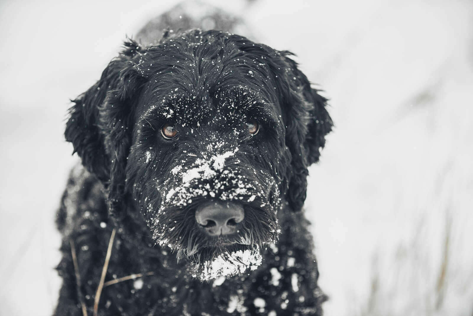 a black dog standing in the snow looking at the camera