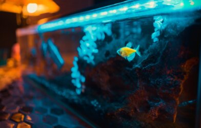 A yellow fish swimming in an aquarium