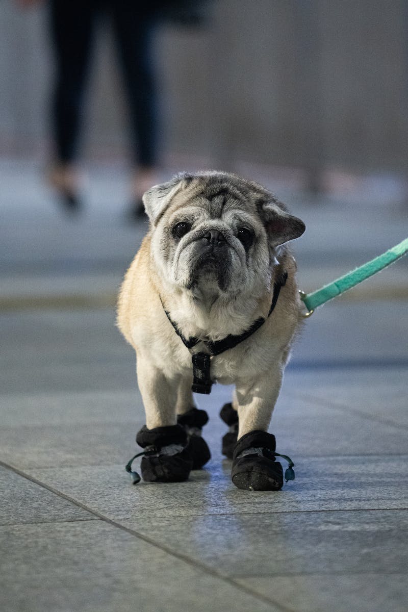 A Pug wearing booties
