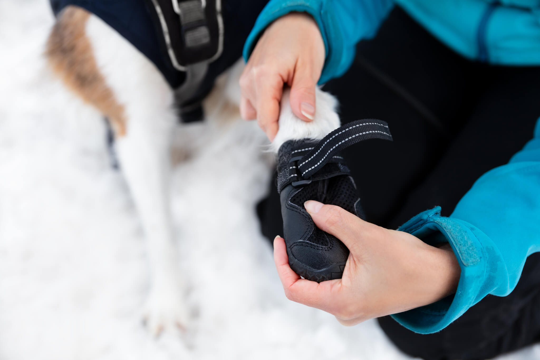 Woman dressing dog booties or shoes at the dog paws