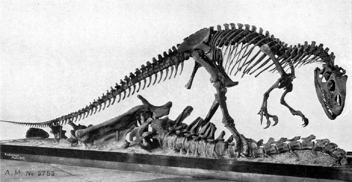 Photograph of the skeletal mount of Allosaurus specimen AMNH 5753, from William Diller Matthew's 1915 Dinosaurs.