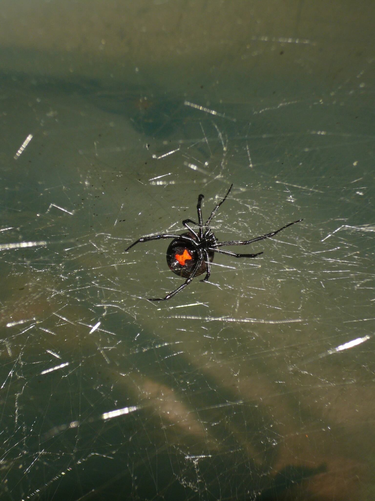 Black Widow spider in web.