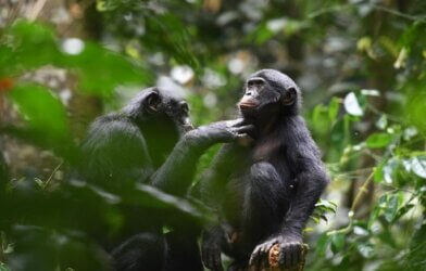 Researchers examined pro-social behaviors of wild bonobos.