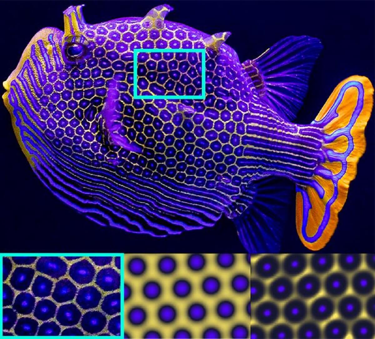 Top: A male Ornate Boxfish (Aracana ornata). Bottom left: A close-up picture of the fish’s natural hexagonal pattern. Bottom center: Fish pattern simulation based on Turing’s reaction-diffusion theory. Bottom right: Diffusiophoresis-enhanced reaction-diffusion simulation.